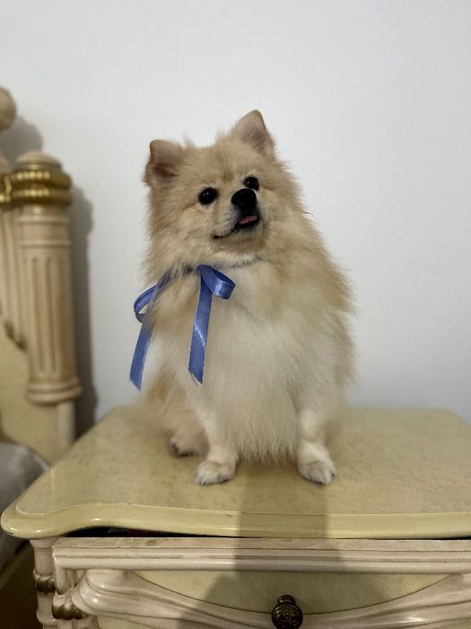 Померанські шпіци — Маленькі моделі для обіймів