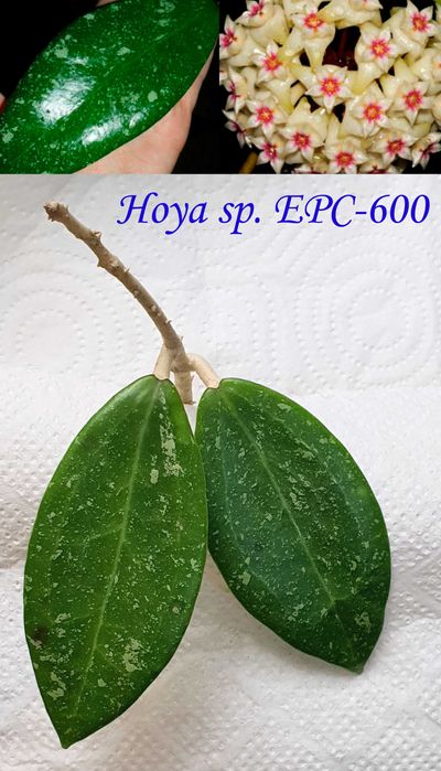 Продам хойи Perak,Finlaysonii dark leaves,H.sp.EPC-600,H. loheri и