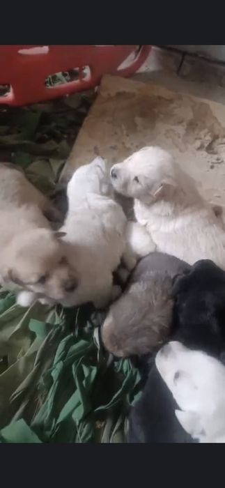 Цуценята віддам у добрі руки