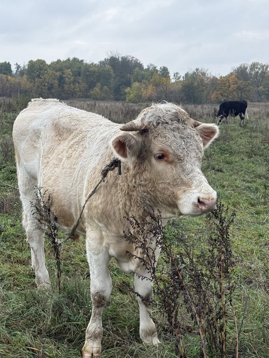 продам трьох биків і одну корову