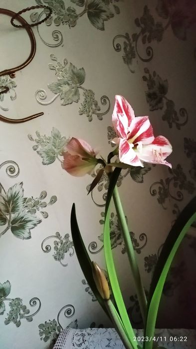 Гіппеаструм(насіння)