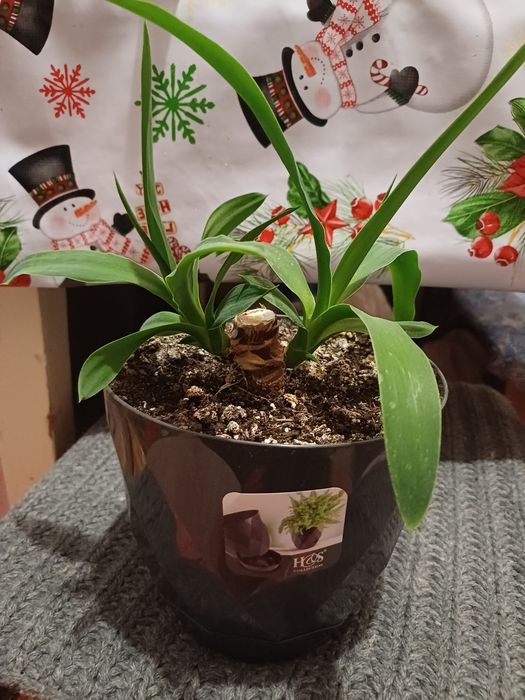 Юкка комнатные цветы.