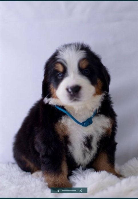 Berneński pies pasterski