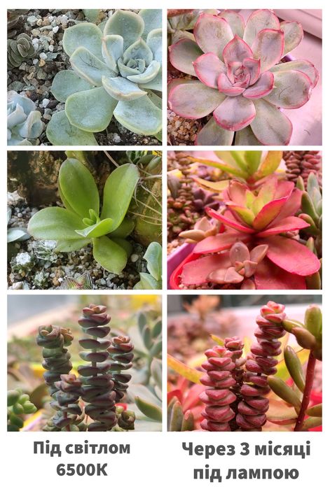 Фітолампа світильник для рослин повного спектру біле світло