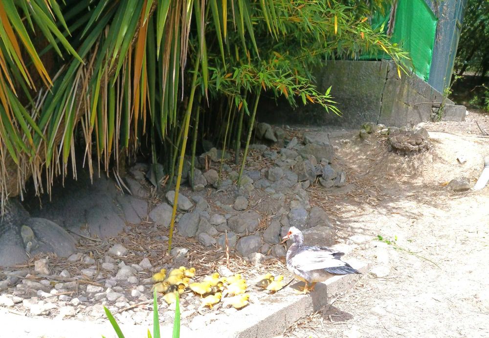 PATOS diversos nascidos e criados em liberdade