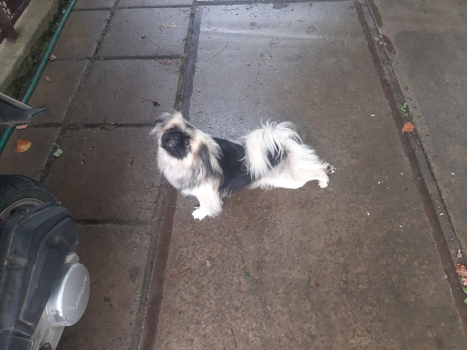 Продам пекінесиків чистокровні Королівські