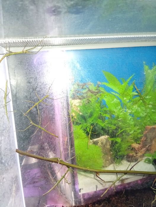 Patyczak, patyczaki zielone