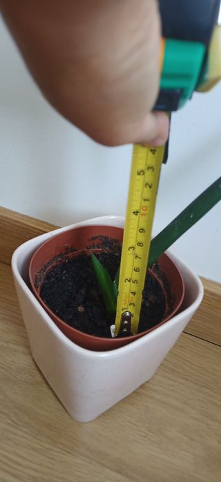 Lança de São Jorge