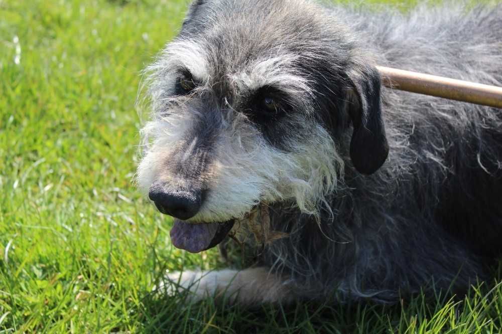 366378 Mumin do adopcji.