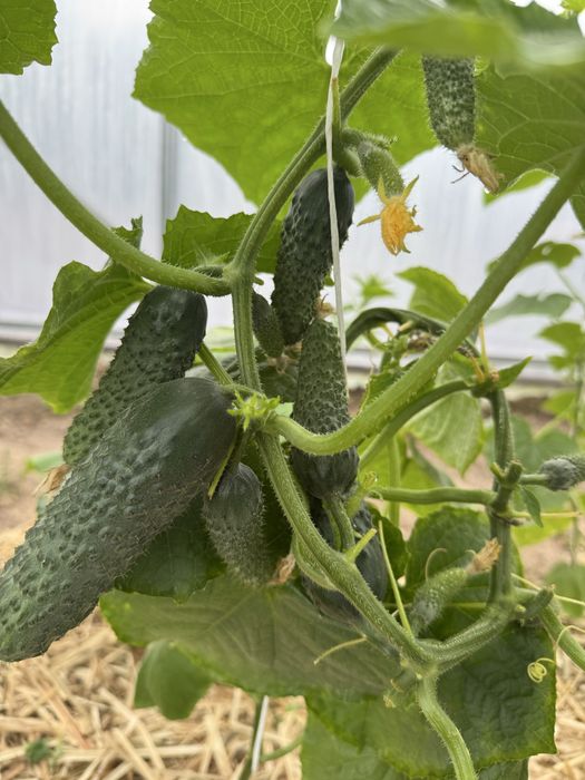 Домашній огірок вирощений на органіці!!!
