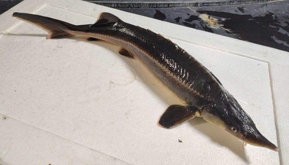 Стерлядь (осетровий вид) самки та самці