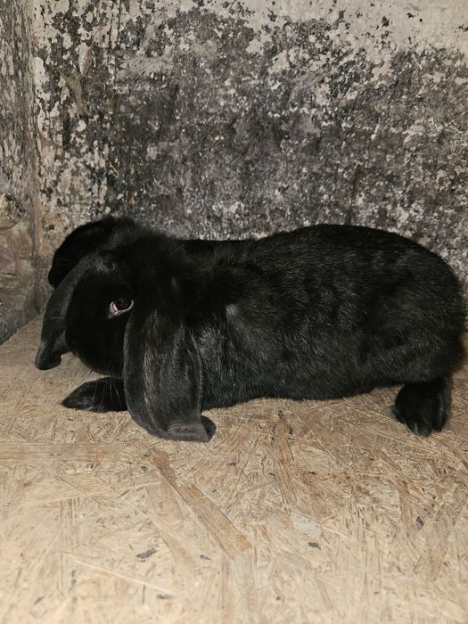 Młoda samica baran francuski