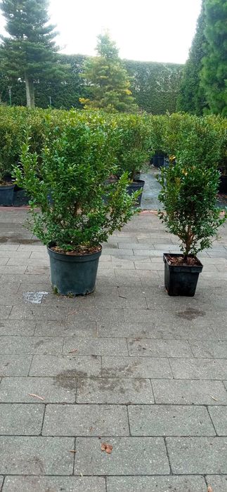 Bukszpan doniczka 50 cm