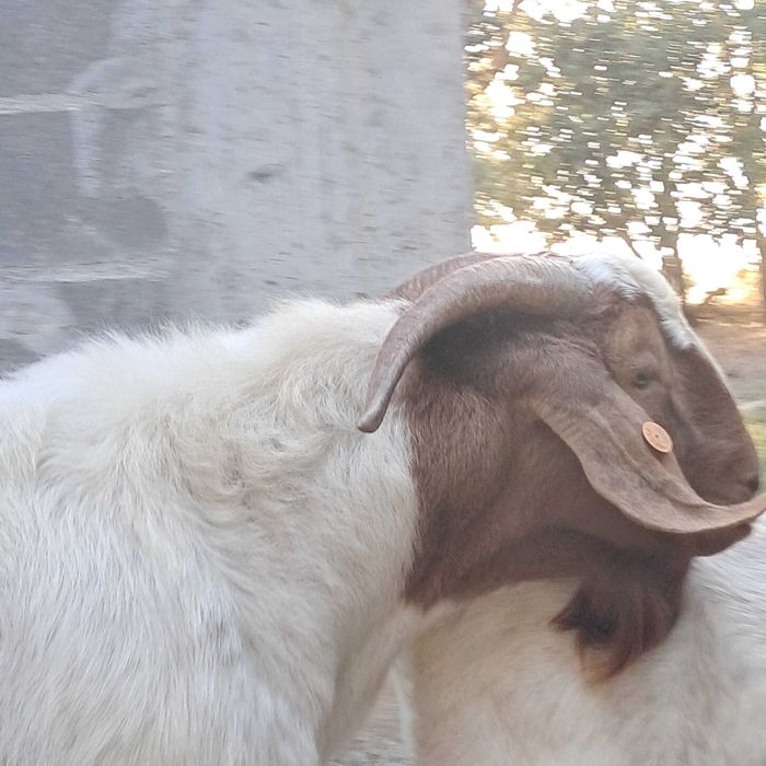 Vendo chibo Boer