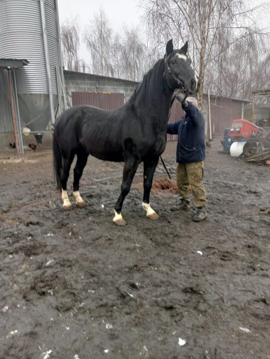 Ogier sp kary  Poker