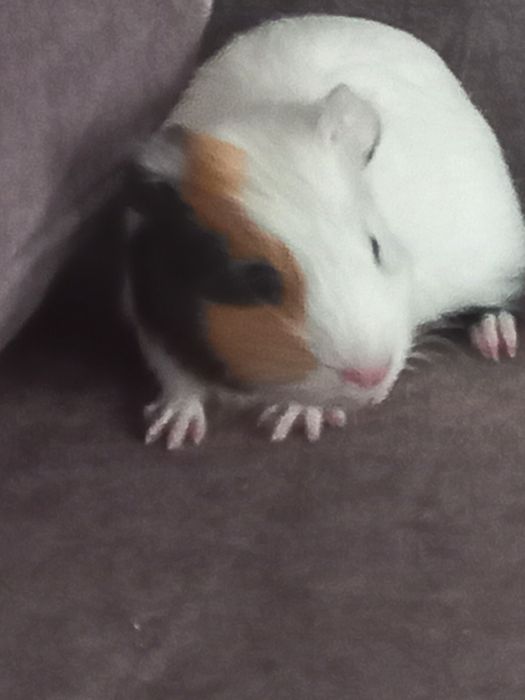 Продам морську свинку