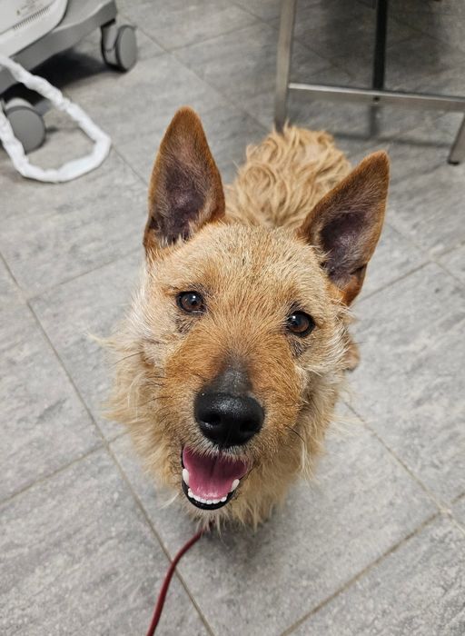 Cudowny rudy szorsciak czeka na dom