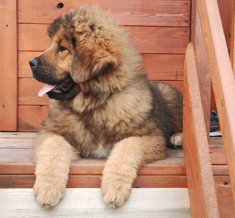 Червоний хлопчик 2 місяці Тібецький мастиф ксу!