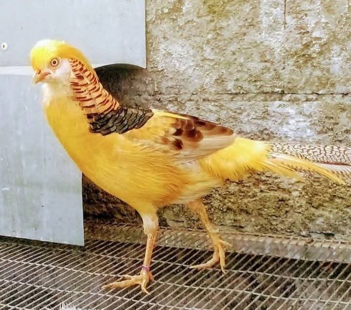 Faisão Gigi de 2026 e alguns patos