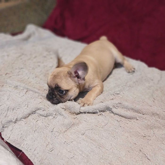 Французский бульдог