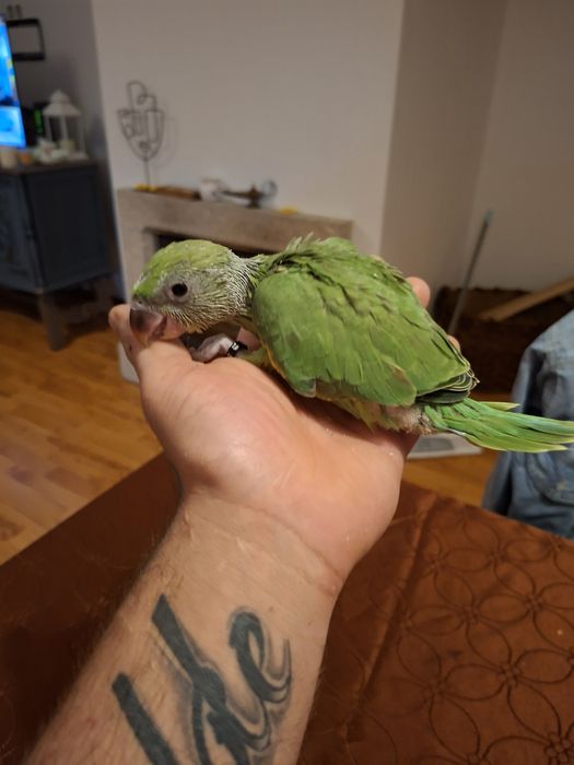 Ring nek domesticados