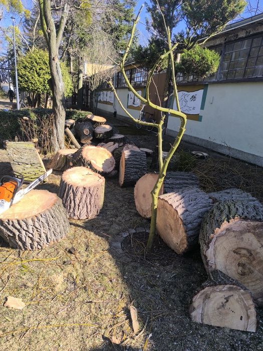 Drzewno, drzewo, opal wierzba