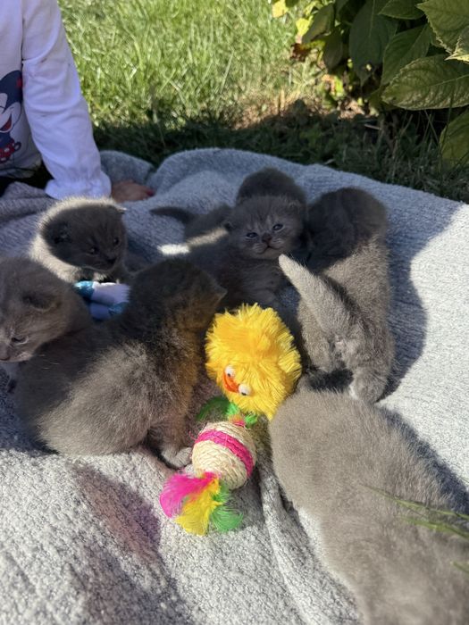 Шотландські висловухі кошенята