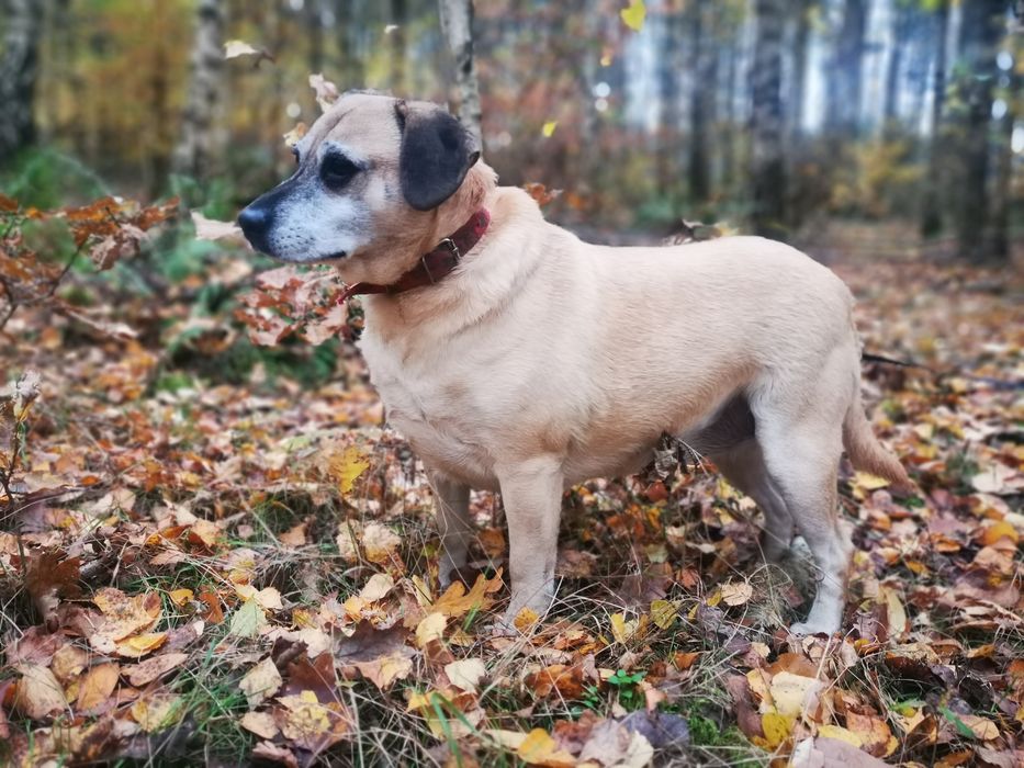 Mila i Kaja szukają domu