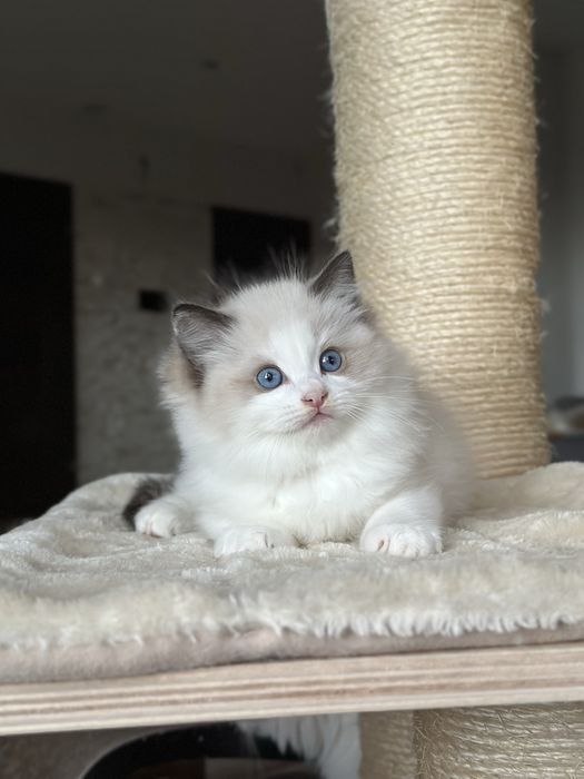 Kocurek ragdoll hodowlano wystawowy FPL