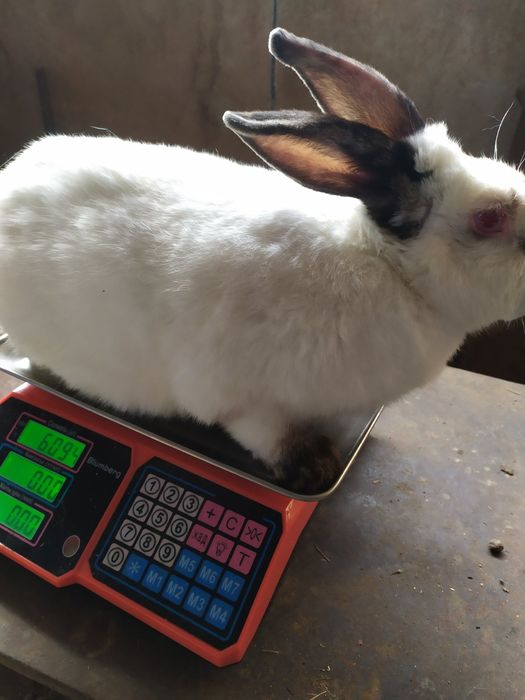 Кролі кролики на плем'я