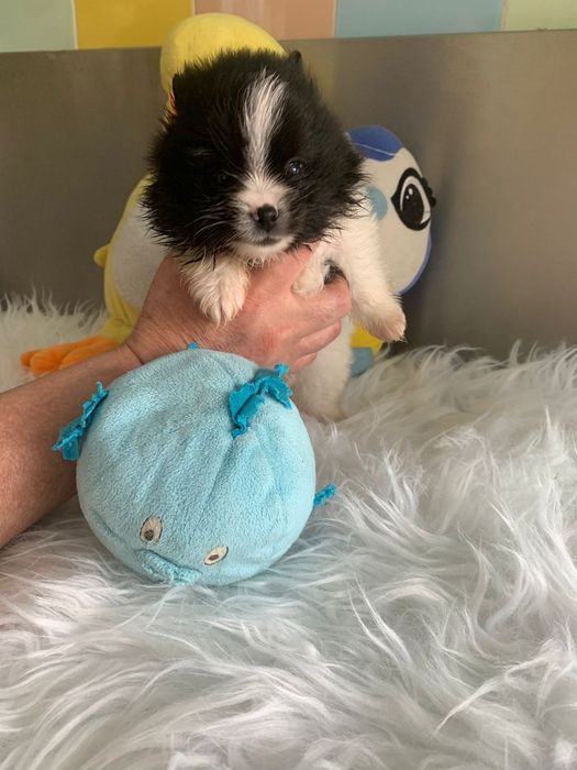 Spitz bebé lindo