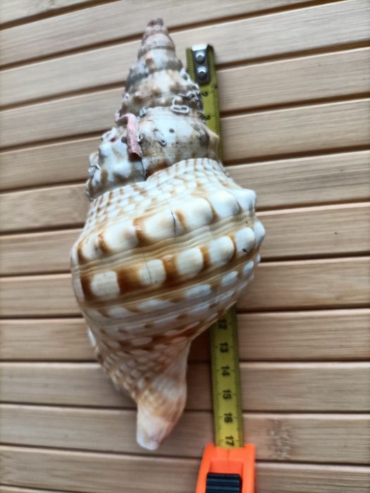 Búzio do mar decoração