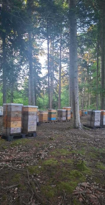 Matki pszczele PROMOCJA 10+1 gratis