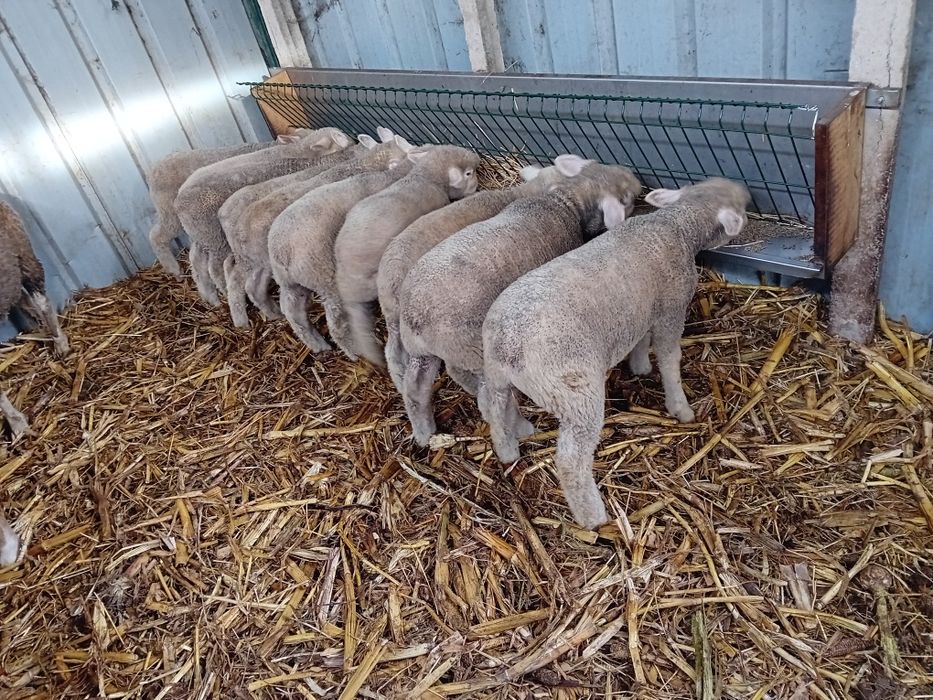 Borregos ille d france