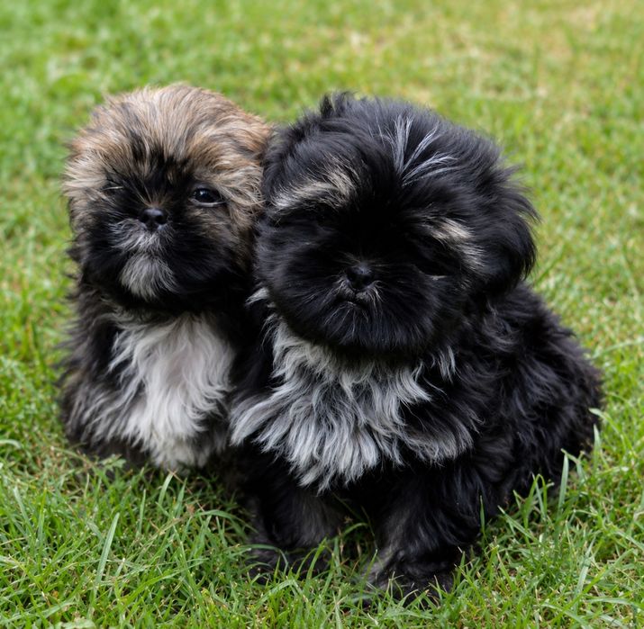Shih Tzu  śliczny Piesek