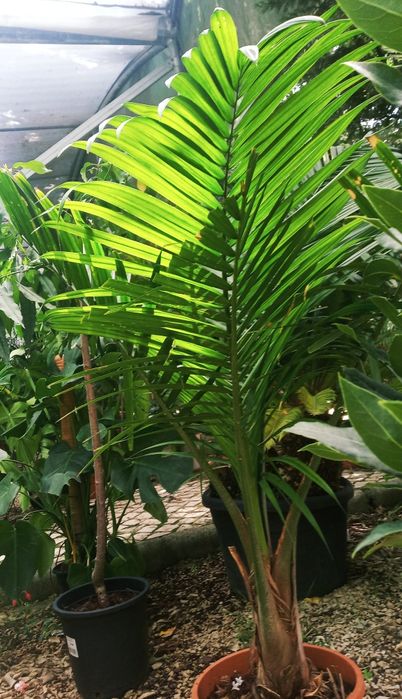 Palmeiras majestosas, Ravenea rivularis,