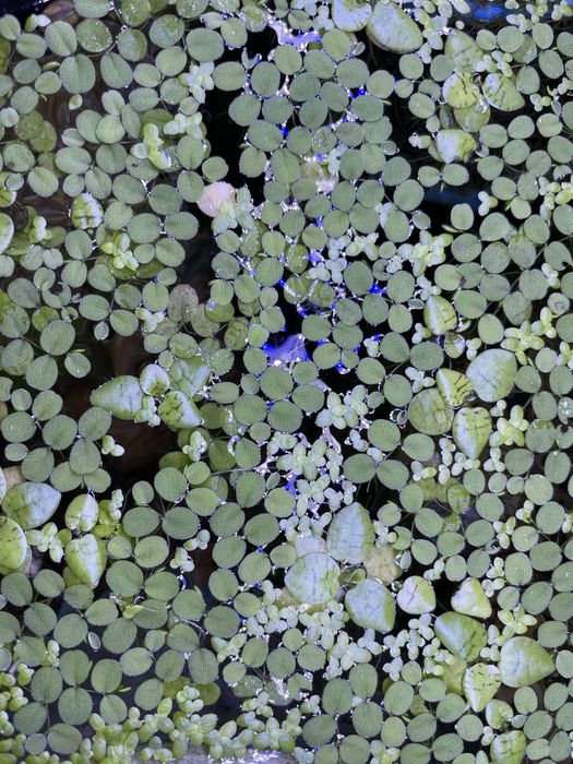 Troco plantas dos meus aquários