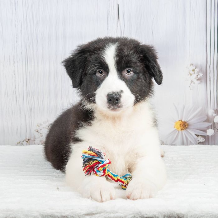 Хлопчик Австралійської Вівчарки Аусси Австралийская овчарка