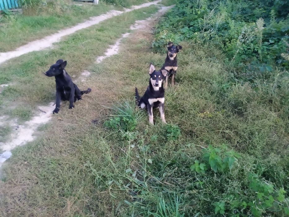 Собачки 6 міс. безкоштовно