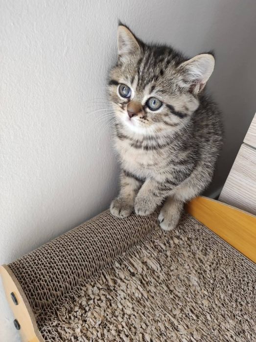 Шотландский котёнок мальчик