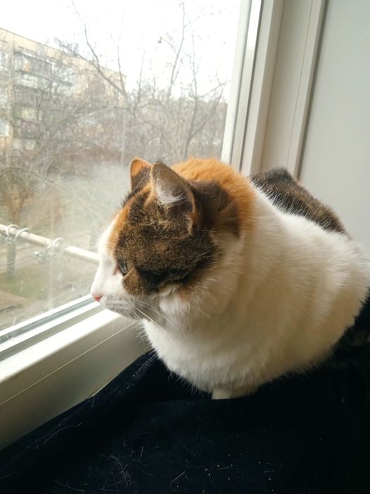 Кішечка стерилізована.