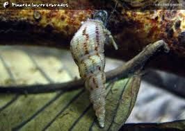 Caracol trombeta, melanoide tuberculata