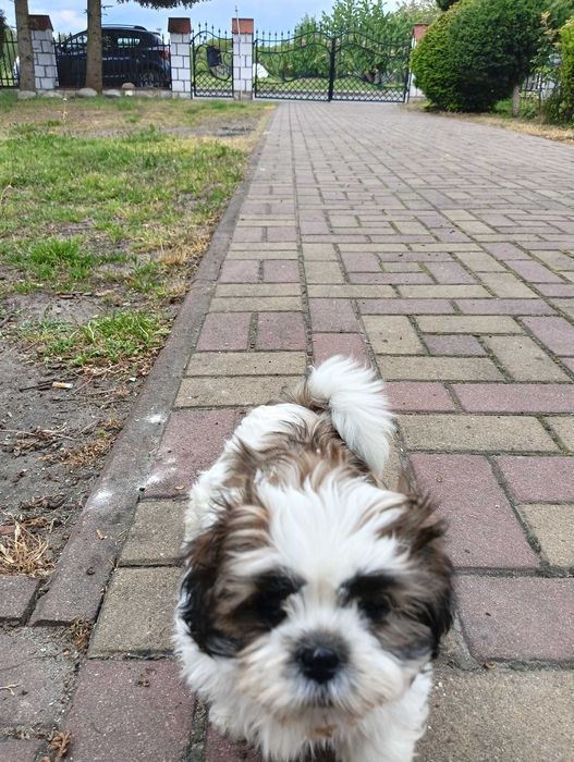 Piękna suczka  shih tzu