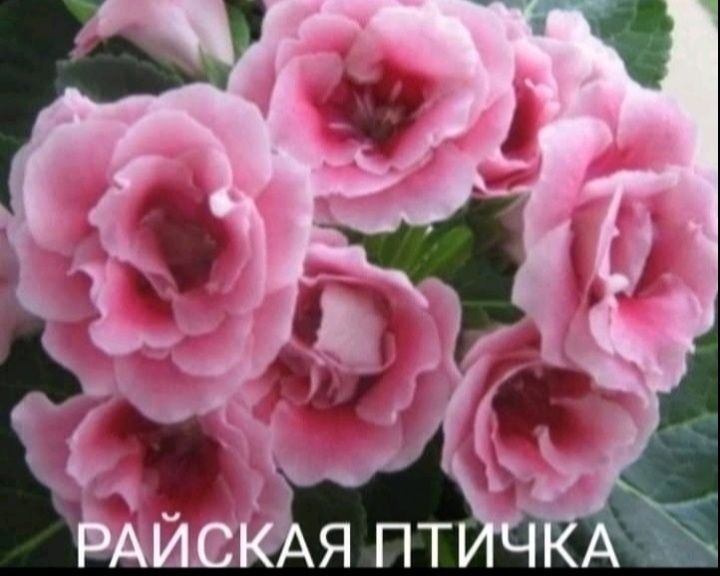 Глоксиниї сортові КІМНАТНІ РОСЛИНИ