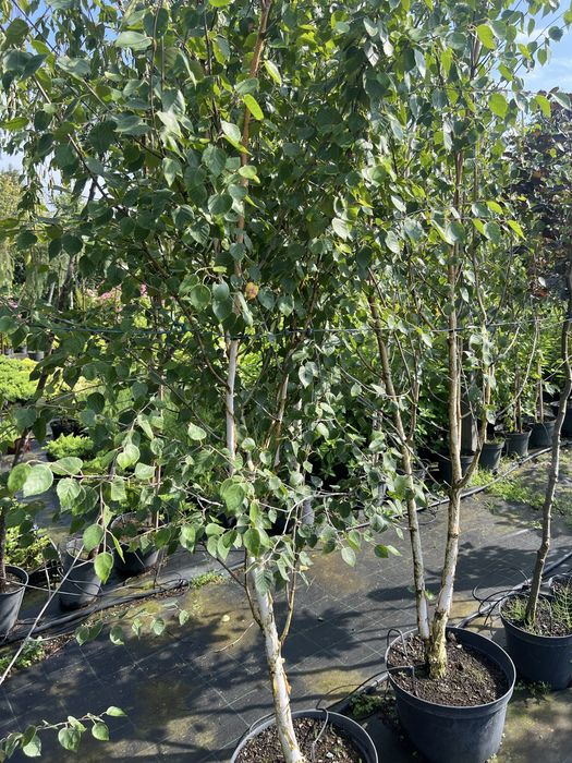 Klony, Brzozy, Buki, Dęby, Graby, Acer, Betula, Fagus, Quercus