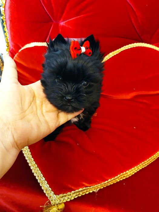 Cudownej urody mini samczyk Black Yorkshire terrier , nie biewer