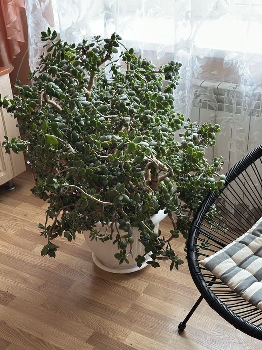 Грошове дерево(товстянка,красула), висота 70 см