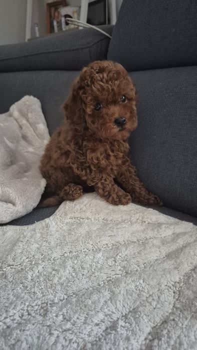 Pudel toy red brown suczka