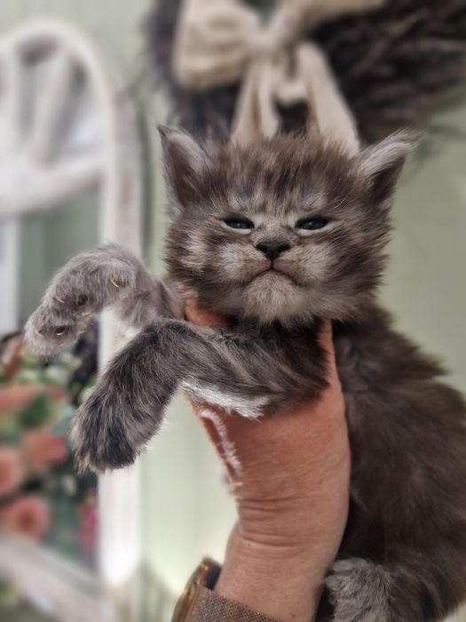 Maine Coon kotka koteczka kocięta Rezerwacja