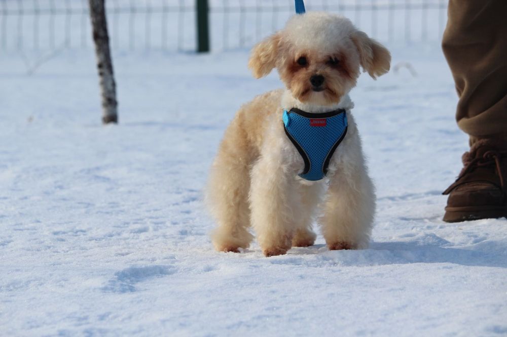 Хлопчик Мальтипу